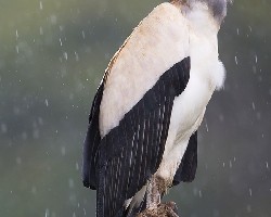 King vulture 