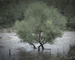 Arboles inundados