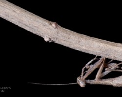 Stagmatoptera hyaloptera