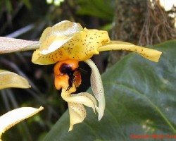 Orquídea y moscardón