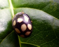 Escarabajo bicolor