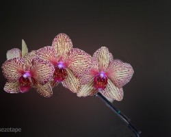Phalaenopsis  sp