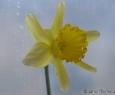 Narcissus spp