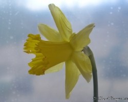 Narcissus spp