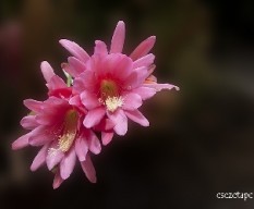 Epiphyllum_oxypetalum