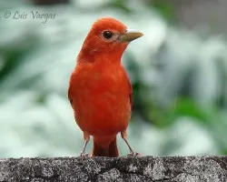 Vamos de Piranga rubra