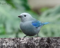 Estados de animo