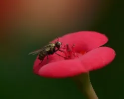 Macro Mosquita
