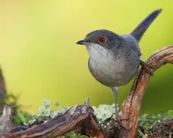Curruca Cabecinegra