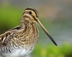Agachadiza Comun