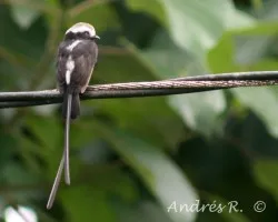 Long-tailed Tyrant (Colonia colonus)