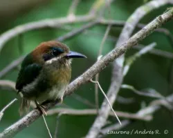 Tody Motmot (Hylomanes momotula)