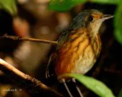 Thicket Antpitta (Hylopezus dives)