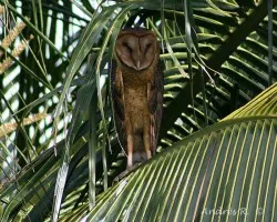 Tyto alba