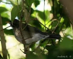 White-throated Robin (Turdus assimilis)