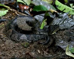 Jumping Pit Viper (Atropoides nummifer)