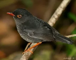 Catharus fuscater