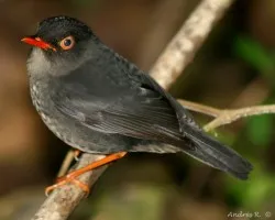 Catharus fuscater