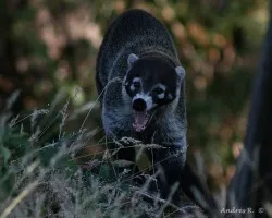 White-nosed Coati (Nasua narica)