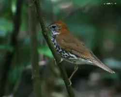 Wood Thrush (Hylocichla mustelina)