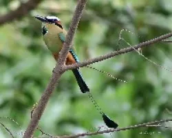Turquoise-browed Motmot (Eumomota superciliosa)