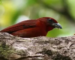 Piranga flava