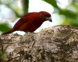 Piranga flava