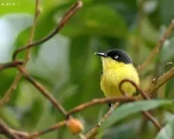 Common Tody-Flycatcher (Todirostrum cinereum)