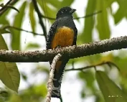 Trogon caligatus