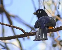 Trogon melanocephalus