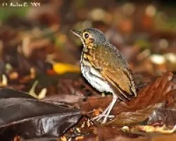 Streak-chested Antpitta (Hylopezus perspicillatus)