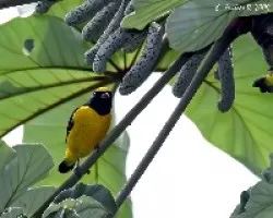 Scrub Euphonia (Euphonia affinis) male