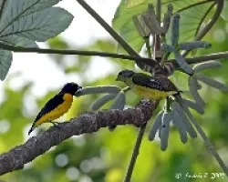 Scrub Euphonia (Euphonia affinis) male & female