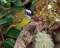 Sooty-capped Bush-Tanager (Chlorospingus pileatus)