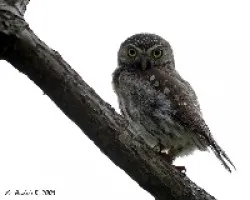 Ferruginous Pygmy-Owl (Glaucidium brasilianum)