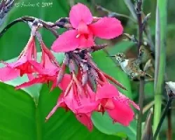 Scintillant Hummingbird (Selasphorus scintilla)