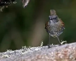 Black-billed Nightingale-Thrush (Catharus gracilirostris)