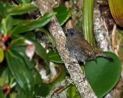 Catharus gracilirostris