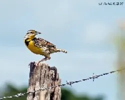 Eastern Meadowlark (Sturnella magna)