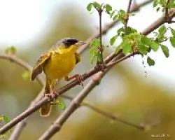 Geothlypis poliocephala