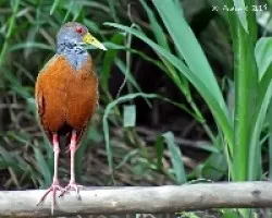 Aramides cajaneus