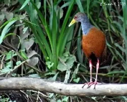 Aramides cajaneus