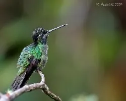 Magnificent Hummingbird (Eugenes fulgens)