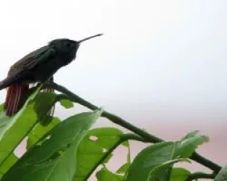 Agachadito