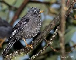 Turdus nigrescens