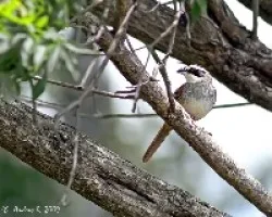Aimophila ruficauda