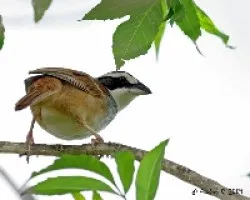 Aimophila ruficauda