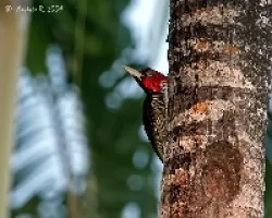 Campephilus guatemalensis