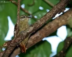 Xenops minutus