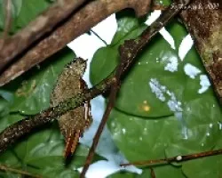 Xenops minutus